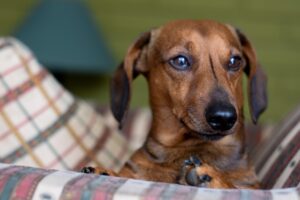 Cane che osserva il suo padrone mentre mangia, espressione curiosa e affettuosa.