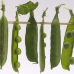 Piselli con foglie secche, segno di stress idrico o malattie vegetali.