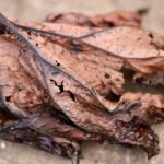 Calathea appassita con foglie ingiallite, segno di stress o cura inadeguata.