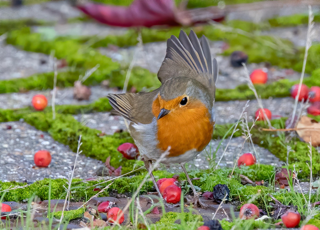 Pettorosso appollaiato su un ramo in giardino, pronto per la colazione.
