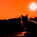 Gatto grigio che miagola nella notte, esprimendo curiosità e mistero.