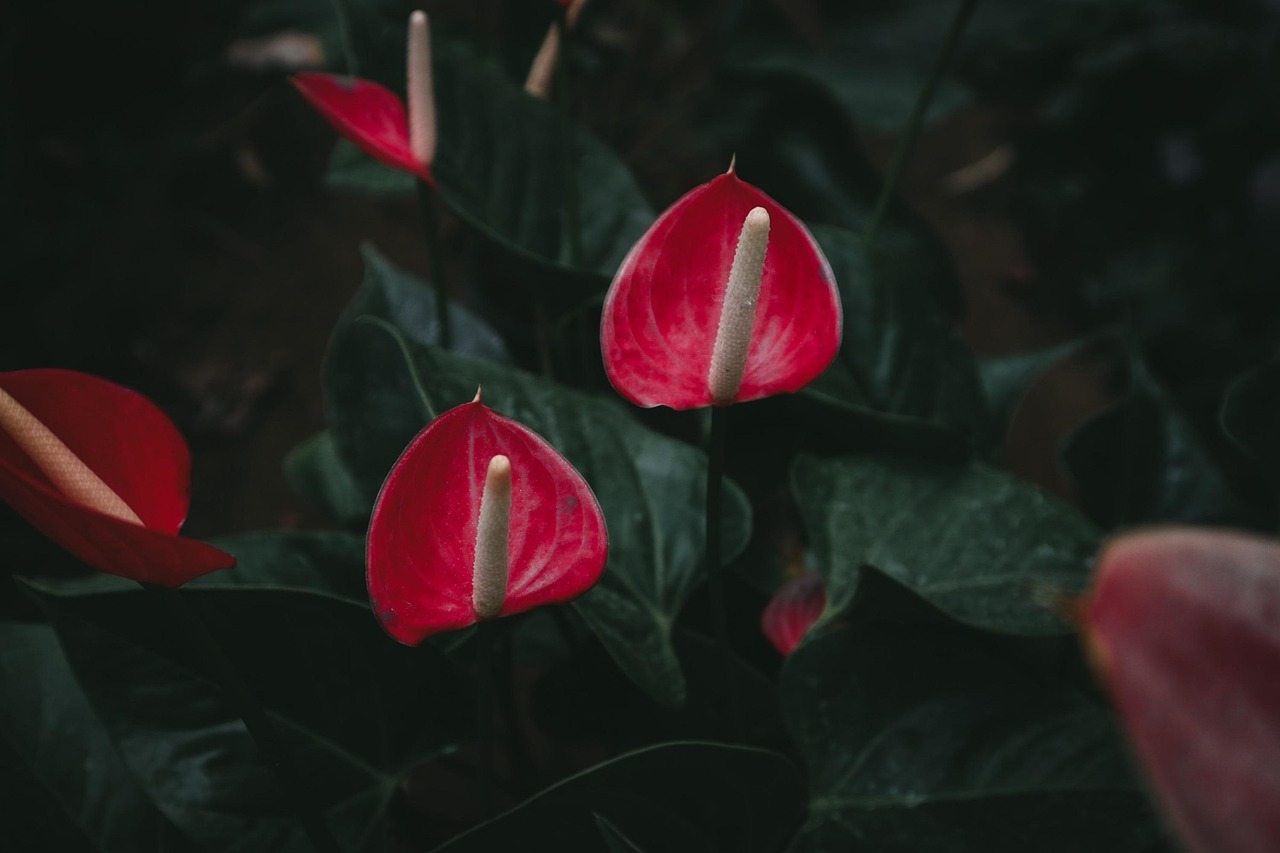Anthurium in fiore, con foglie verdi lucide, su un tavolo in un ambiente domestico.