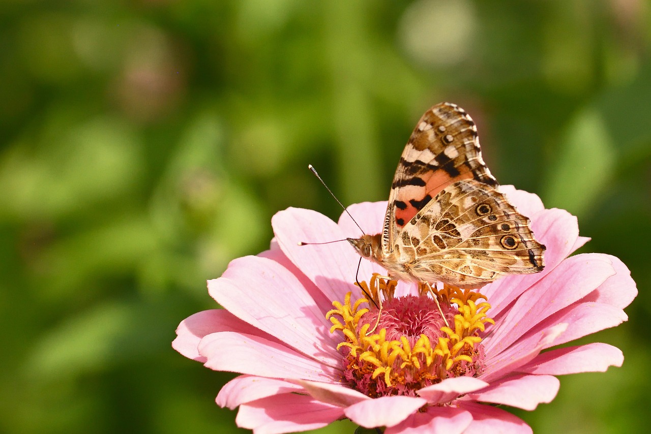 Farfalle colorate posate su fiori nel giardino, simbolo di bellezza naturale e biodiversità.