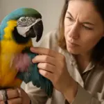 Dermatite nei pappagalli: riconoscere i sintomi precoci e prevenire peggioramenti