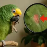Perché il pappagallo si gratta frequentemente? I segnali che indicano problemi da risolvere subito
