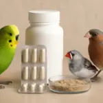 Integratori per la muta dei volatili: quale scegliere in base alla specie e quando somministrarlo