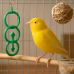 Come prevenire la noia nei canarini? Attività semplici che migliorano il loro benessere