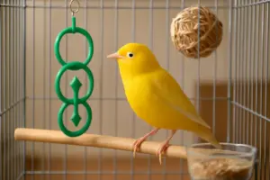 Come prevenire la noia nei canarini? Attività semplici che migliorano il loro benessere